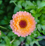 25+ Pink Surprise Marigold Seeds for Garden Planting - USA - FREE SHIPPING! Garden Plants