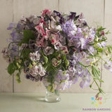 50+ Spencer Ripple Formula Mix Sweet Pea Seeds for Garden - USA - FREE SHIPPING! Garden Plants