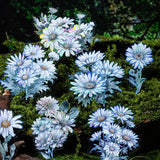 Flowers Holographic PET Stickers Journals Album Card Scrapbooking Collage Crafts Hydrangea