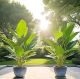 2 Large Tree 36Leaves Artificial Banana Green Tree Indoor Outdoor  Office Decor Green Plant