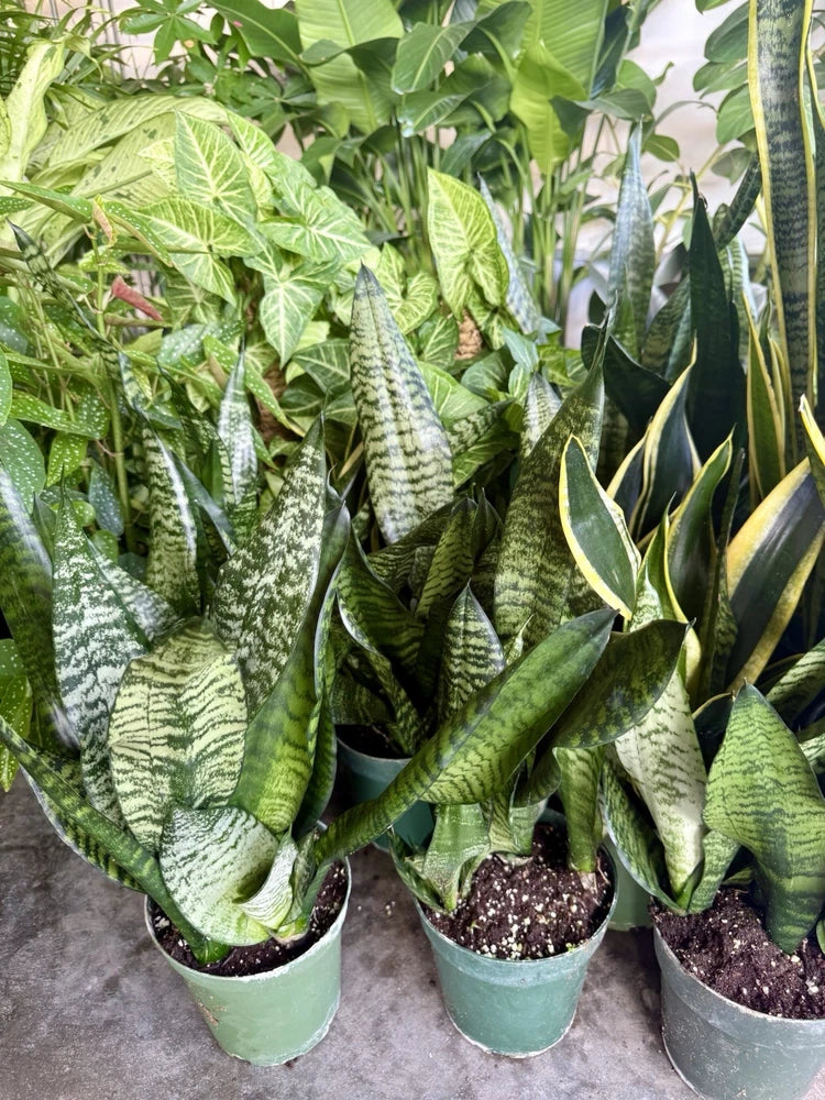 Potted snake plant with tall green variegated leaves