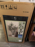 New CGH Artificial Faux 6.5Õ Olive Tree w/French Crock Planter, New Open Box Green Plant