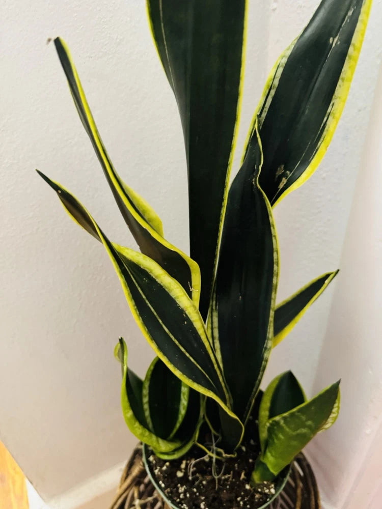Snake plant in round pot with upright dark green leaves and light yellow edges