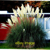 Photo 6x4 Westport - New(port) Road - Hotel Westport - Pampas Grass Catha c2013 Pampas Grass