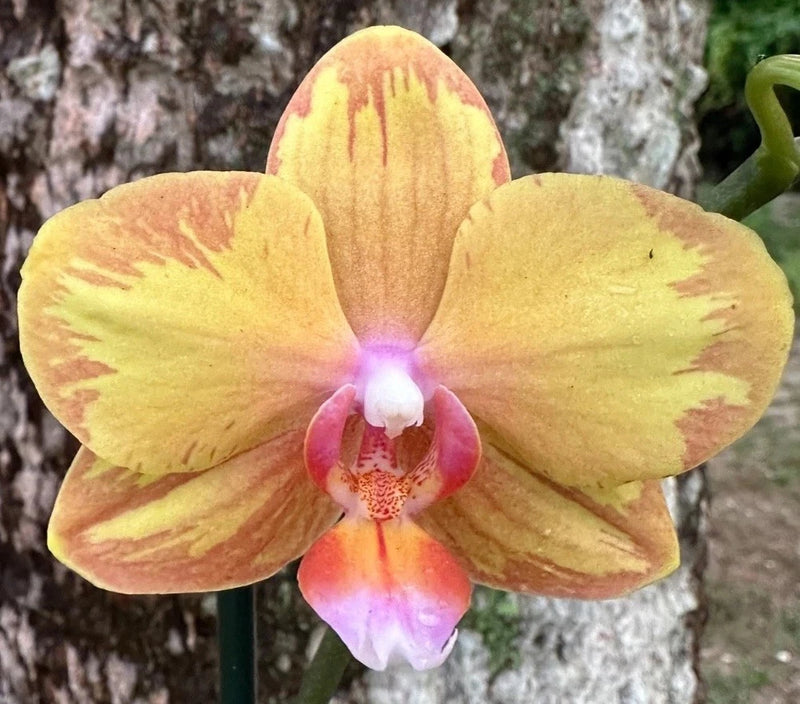 Yellow Phalaenopsis orchid flower with pink-red speckles and a magenta center