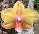 Phalaenopsis . IN BLOOM. Orchid Plant Orchids