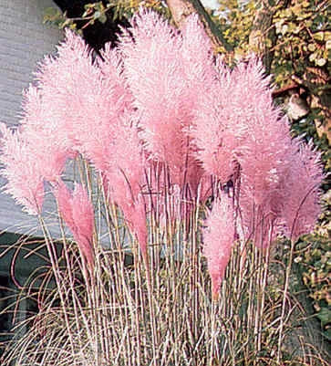 Cortaderia selloana rosea Pampas Grass Pink   2,000 seeds Pampas Grass