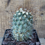 D3285 COPIAPOA STREPTOCAULON pot10-H10-W7 cm MaMa Cactus Green Plant