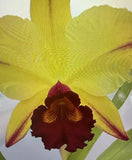 ORCHID PLANTS Rlc Dora Louise Caren Lea 4 in pot 8 leaf Orchids