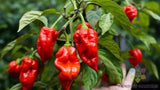 25+ Trinidad Scorpion Hot Pepper Seeds for Garden - USA - FREE SHIPPING! Garden Plants