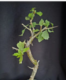 Commiphora wightii, guggul fragrant resin bonsai rare myrrh tree plant  5 seeds Flowering Plants