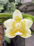 Original Phal Phalaenopsis Joy Spring Canary x Joy Lemon Tree-FRAGRANT Orchids