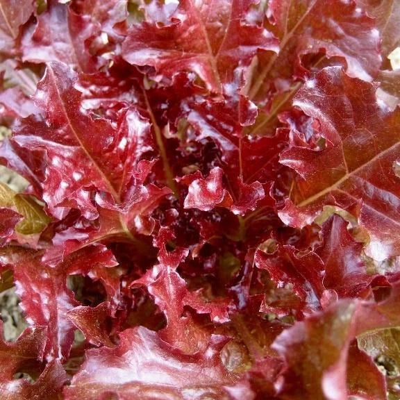 800 RED SALAD BOWL LEAF LETTUCE SEEDS FRESH FOR GARDENS US SELLER Garden Plants