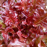 800 RED SALAD BOWL LEAF LETTUCE SEEDS FRESH FOR GARDENS US SELLER Garden Plants