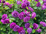 5 PURPLE ROSE Rosa Floribunda Bush Shrub Perennial Flower Seeds *Flat S/H Flowering Plants