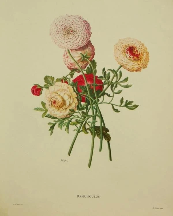 Ranunculus (Aster) antique engraving, K.G. Lohse after Georg Ehret 1900Õs Ranunculus