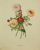 Ranunculus (Aster) antique engraving, K.G. Lohse after Georg Ehret 1900Õs Ranunculus