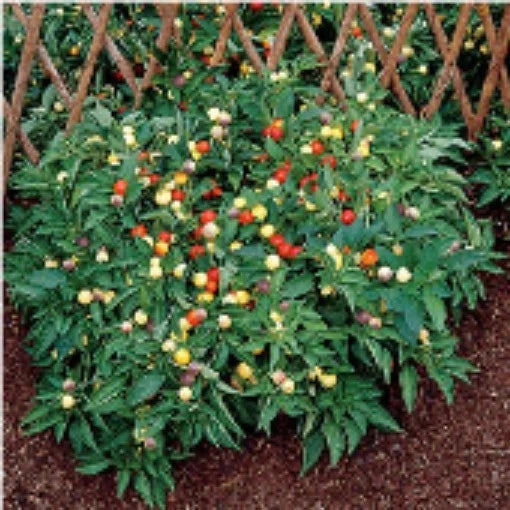 25 + seeds Marbles hot pepper garden planting spicy food Garden Plants