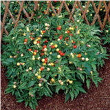 25 + seeds Marbles hot pepper garden planting spicy food Garden Plants