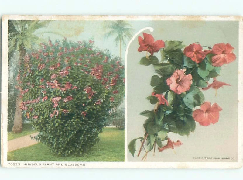 c1910 HIBISCUS PLANT WITH FLOWER BLOSSOMS : make an offer AC5088 Flowering Plants