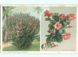 c1910 HIBISCUS PLANT WITH FLOWER BLOSSOMS : make an offer AC5088 Flowering Plants