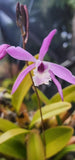 Myrmecolaelia (Schombolaelia) x fuchsii Natural Hybrid Orchid Cattleya 0119 Orchids