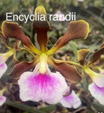 Orchid live Encyclia randii  species- bare root Orchids