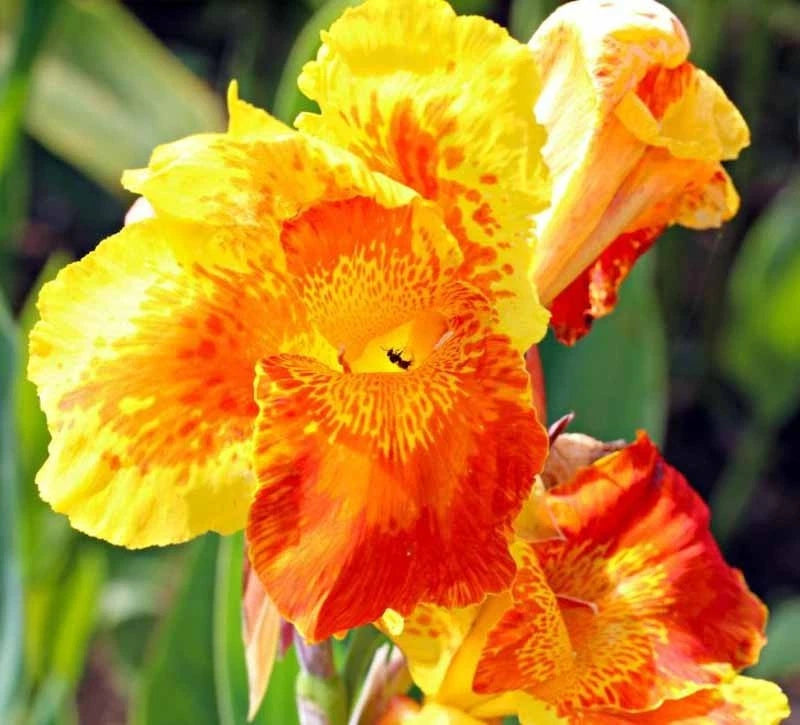 Orange and yellow canna lily flowers with speckled petals