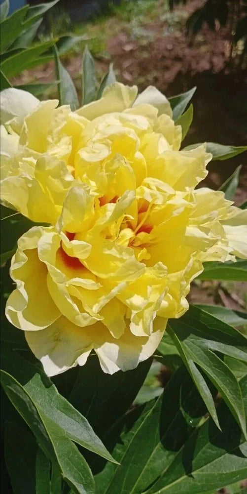 Yellow peony flower with layered petals and green leaves