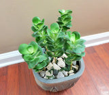 5 Desert Grass Plastic Plants Lifelike Artificial Fork Grass Green Plant