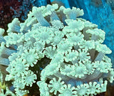 Alveopora 1-2Ó Live Coral Anemone