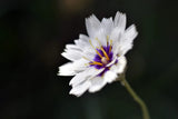 25 WHITE CUPID'S DART Love Plant Catananche Caerulea Flower Seeds *Combined S/H Flowering Plants