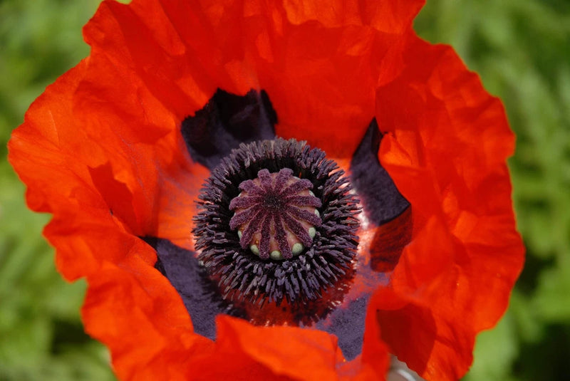100 BEAUTY Of Livermere ORIENTAL POPPY Papaver Orientale Flower Seeds Flowering Plants