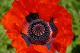100 BEAUTY Of Livermere ORIENTAL POPPY Papaver Orientale Flower Seeds Flowering Plants
