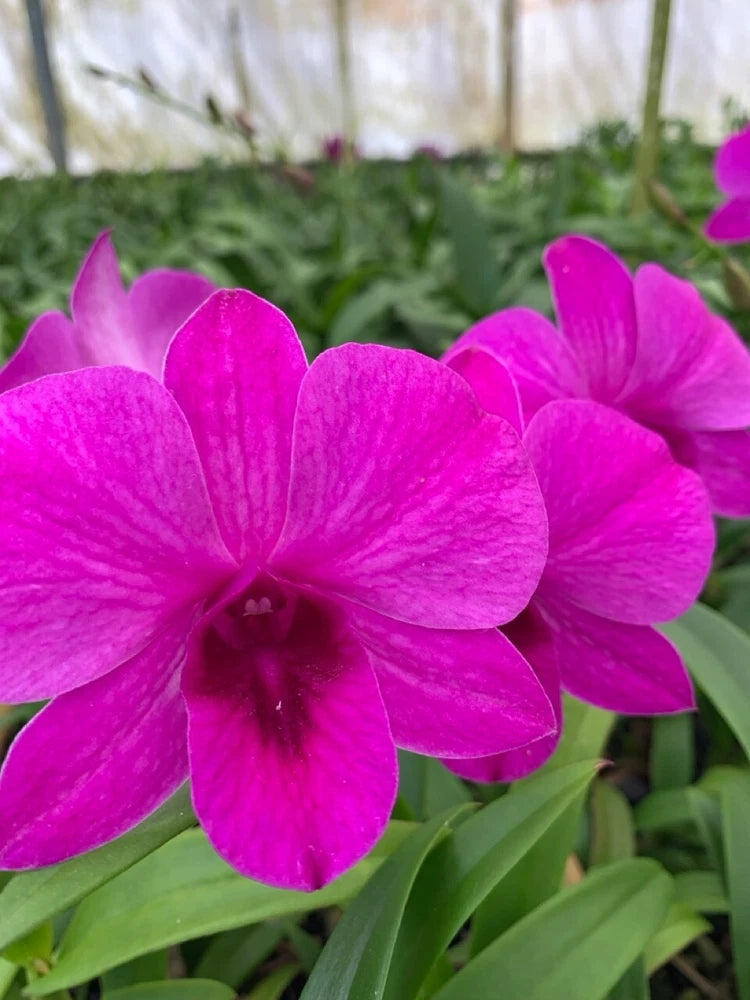 Pink orchid blossoms, close-up