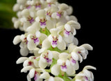 Tuberolabium kotoense Orchid Species BS Orchids