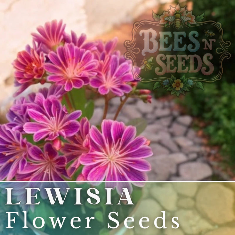 Warm Orchid Lewisia Seeds 35 or 100 Seeds Flower, Flower Seeds,Non GMO Garden Garden Plants