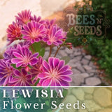 Warm Orchid Lewisia Seeds 35 or 100 Seeds Flower, Flower Seeds,Non GMO Garden Garden Plants