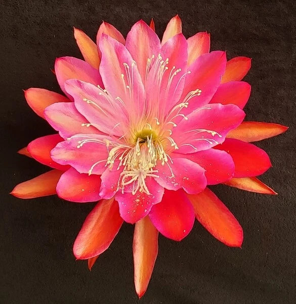 Epiphyllum orchid flower with pink and orange layered petals and golden stamens