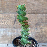 D6509 EUPHORBIA TORTIRAMA pot12-H21-W6 cm MaMa Cactus Green Plant