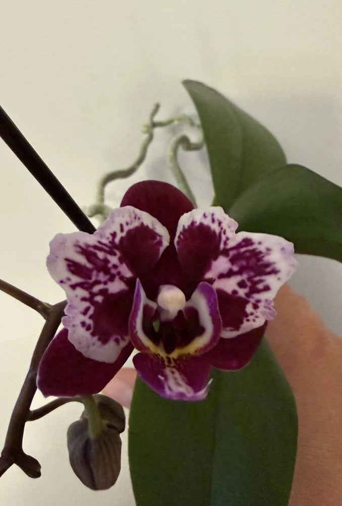 Mini phalaenopsis orchid with cranberry and white spotted flowers, dark green leaves