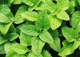MINT / MOHITO PLANTS - BUY ONE SPEARMINT PLANT GET ONE APPLE MINT PLANT FOR FREE Orchids