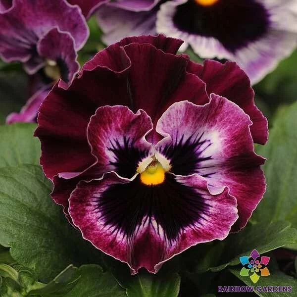 200+ Frizzle Sizzle Raspberry Pansy (Viola) Seeds for Garden - FREE SHIPPING! Garden Plants