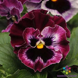 200+ Frizzle Sizzle Raspberry Pansy (Viola) Seeds for Garden - FREE SHIPPING! Garden Plants