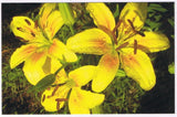 Postcard Flowers Yellow Day Lily Lilies Lily