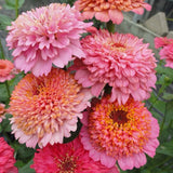 Cupcake Zinnia, Zinnia Seeds, Rare Flower Seeds, Rare Seeds, Cut Flower Seeds Garden Plants