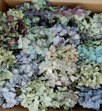 40+ Box Dried Hydrangea Flowers Pieces Lt Blue, Purple, Green + Cream DIY Crafts Dried Flower