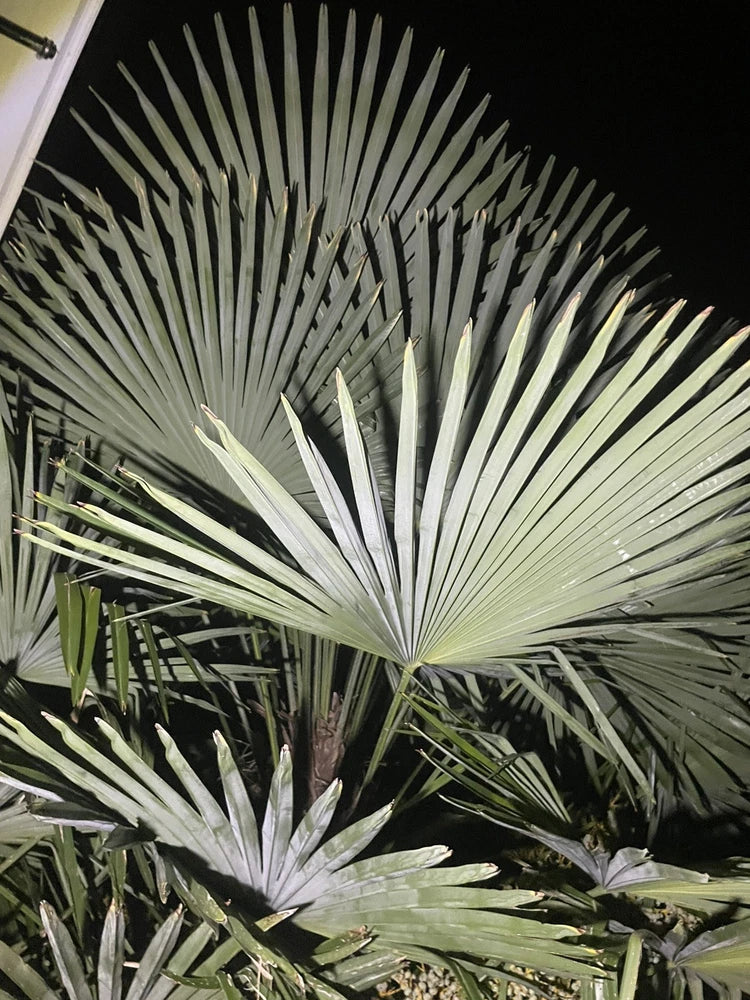 10 Windmil Palm Seeds - Very Cold Hardy - Tropical Fan Palm - Very Good Genetics Flowering Plants