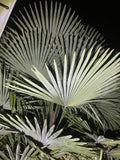 10 Windmil Palm Seeds - Very Cold Hardy - Tropical Fan Palm - Very Good Genetics Flowering Plants