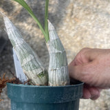 Orchid live Catasetum saccatum - bare root Orchids